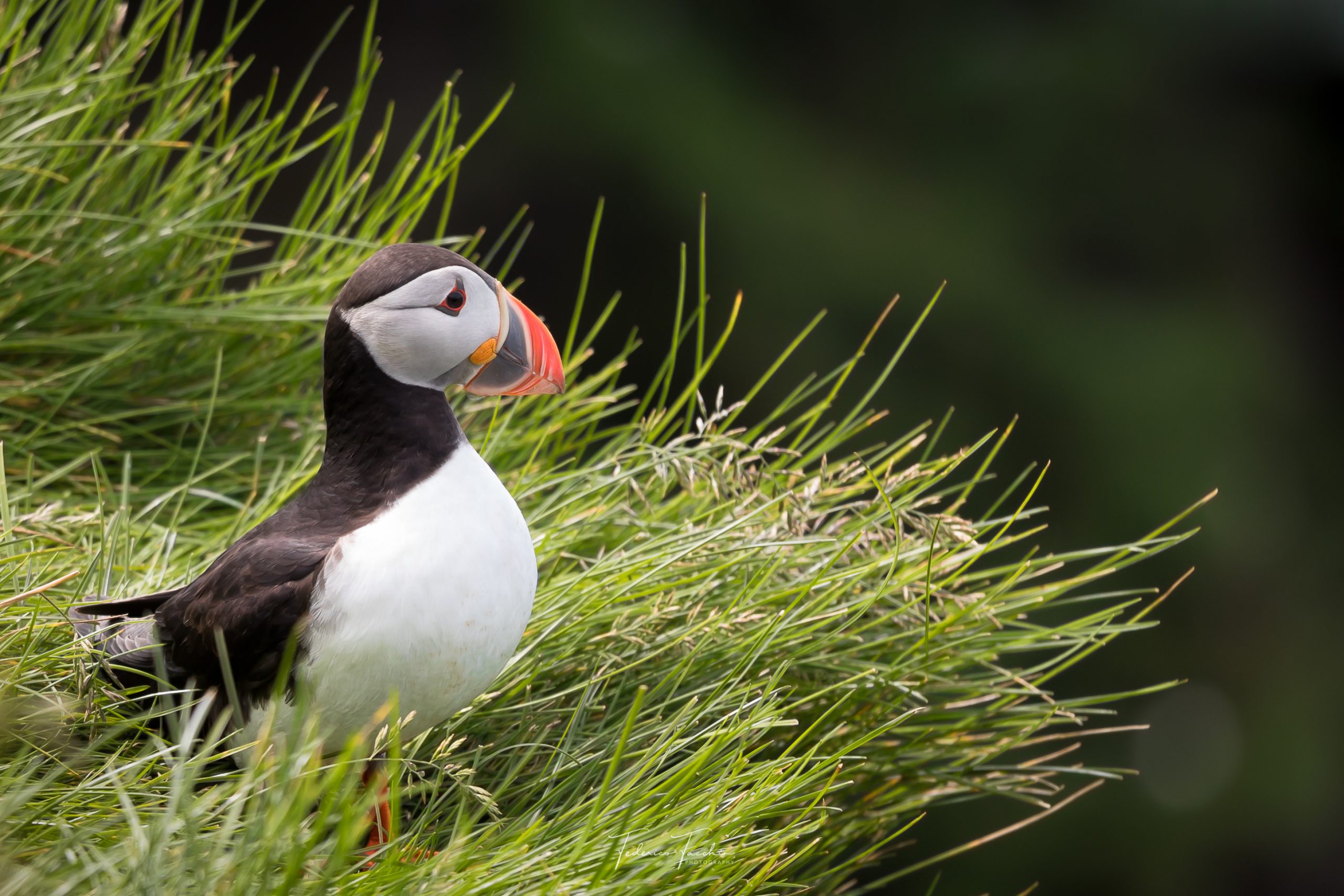 Puffin hunting in Iceland gives a unique insight into climate effects